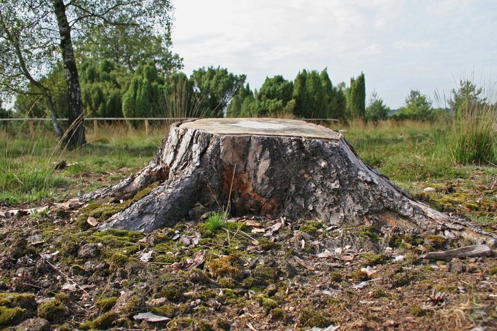 How one can Use a Stump Grinder to Get Rid of Stubborn Tree Stumps