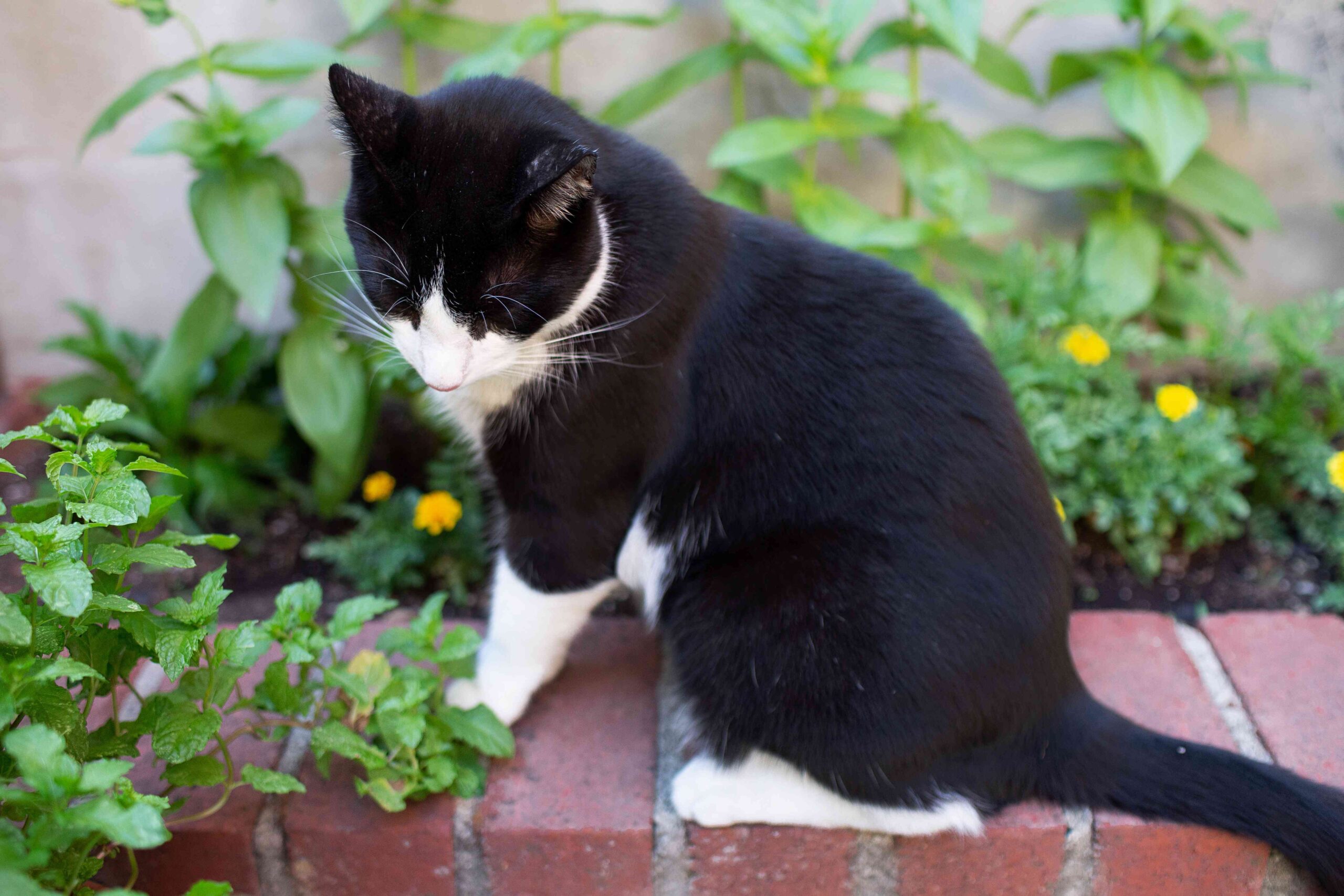 Maintain Cats Out of Flower Beds the Non-Toxic Method